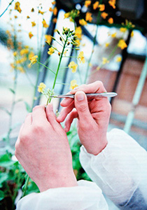 INRA Rapport Annuel